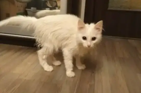 Найден белый котенок (Екатеринбург)