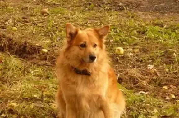 Пропала собака Жора на Октябрьском 40