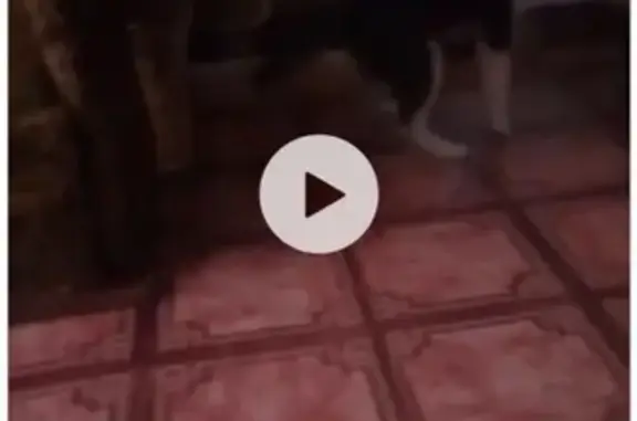 Собаки потеряшки, село Дубинино, фото: Потеряшка хаски Берта в пос. Дубинино, Красноярский край