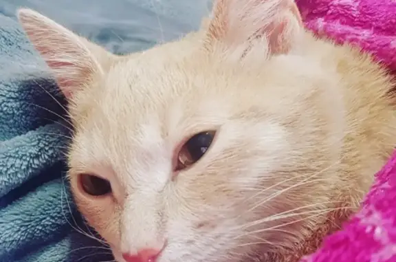 Найден домашний котенок в Красноярске