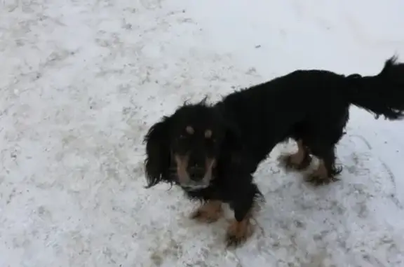 Пропала собака Тяпа в Ханты-Мансийске