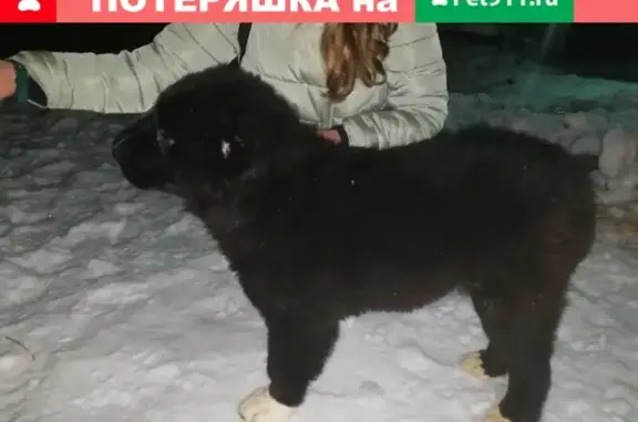 Пропала собака в деревне Лая, порода САО, увезли в сторону Северодвинска.