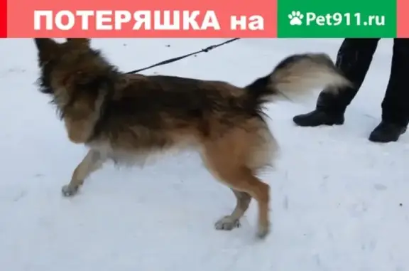 Найдена собака на ул. Маршала Конева