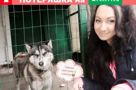 Собаки потеряшки, Черняховск, фото: Потеряшка собака Хаски с разными глазами в Черняховске