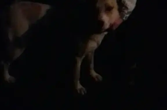 Найдена собака на Анапском шоссе 62-64, Новороссийск