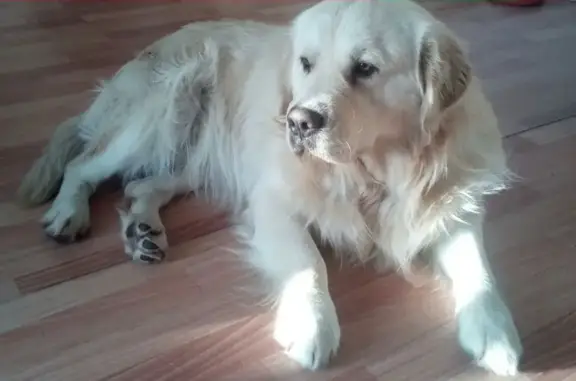 Найден домашний пёс на Каштаке, возраст более года, дружелюбный и ласковый, имя Курт