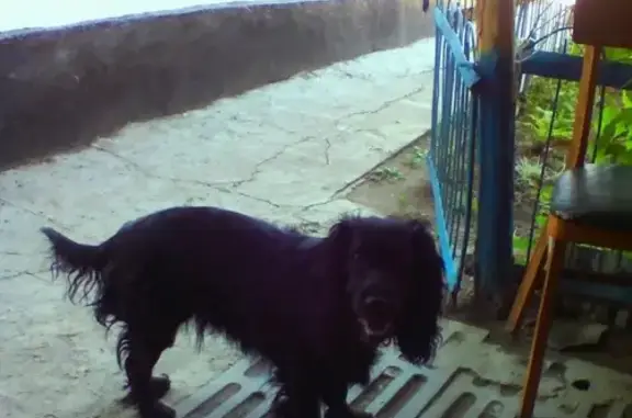 Пропала собака в районе Селивановъ-Пролетарская, зовут Джеси.