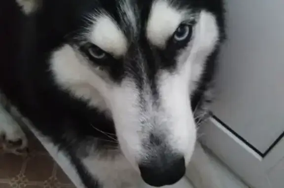 Найдена собака хаски с клеймом в Красноярске