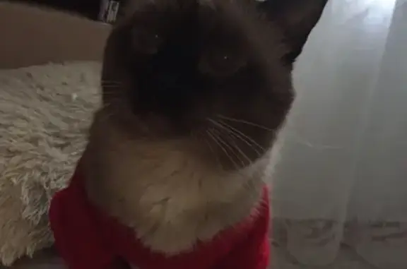 Кошки потеряшки, Саров, фото: Потеряшка кот, Московская 38/1, Нижегородская обл.