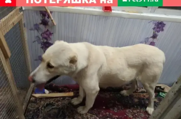 Найдена сука алабая в Тепличном, Воронеж