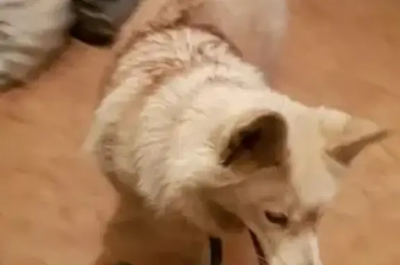 Собаки потеряшки, Завитинск, фото: Потеряшка собака в Завитинске, Амурская область