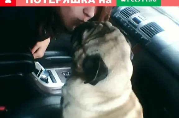 Пропала собака Боня в Новосибирске