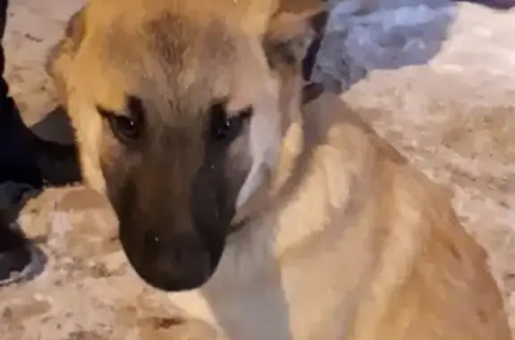 Найден щенок в Одинцово