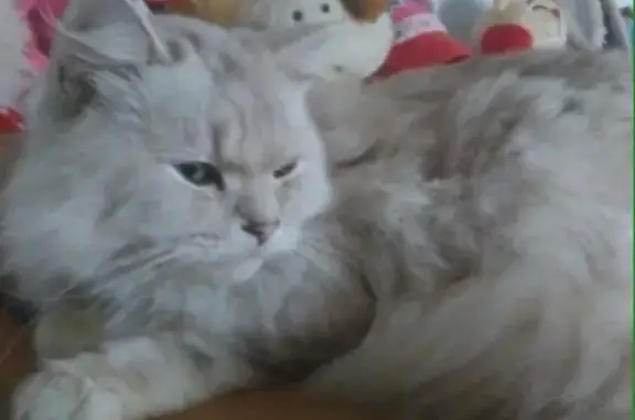 Кошки потеряшки, Русский Мелекесс, фото: Потеряшка кошка в Русском Мелекессе!