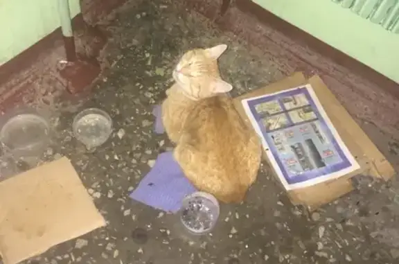 Найдена кошка на ул. Лаврентьева в Казани
