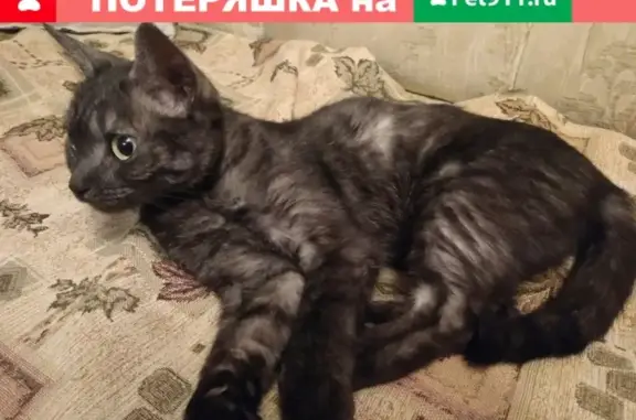 Найдена домашняя кошка в Среднеуральске