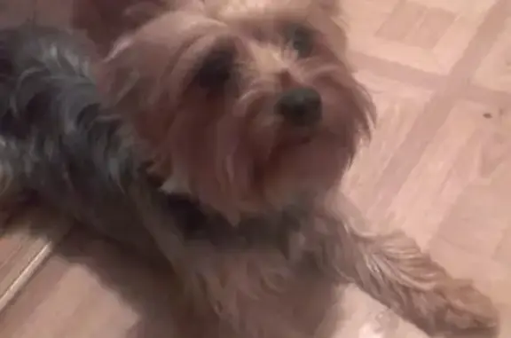 Собаки потеряшки, Боровичи, фото: Потеряшка собака в д. Бобровик, Новгородская обл.