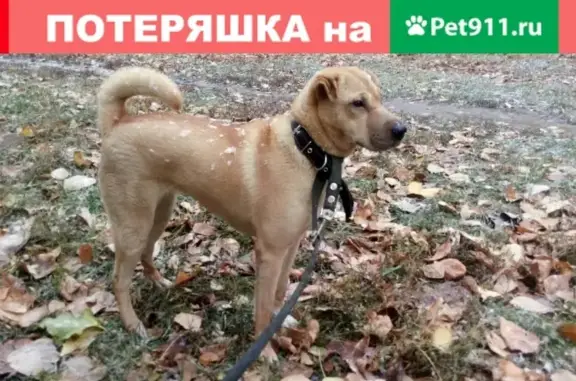 Пропала собака в Кировском районе, ищем!
