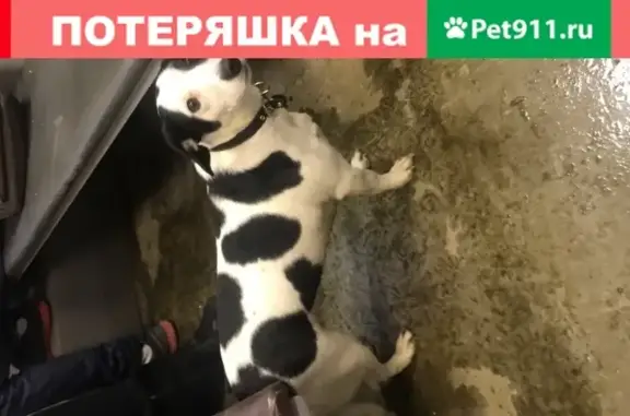 Собака найдена на Москворецкой платформе, на передержке в Воскресенске.