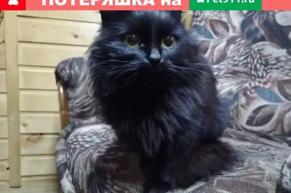 Найдена кошка на Авторазборке р-он ЖБИ!