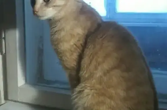 Пропала кошка в Сыктывкаре: кот Чижик, рыжий окрас, кастрат.