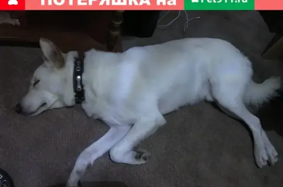 Пропала белая собака на сортировке в Серове