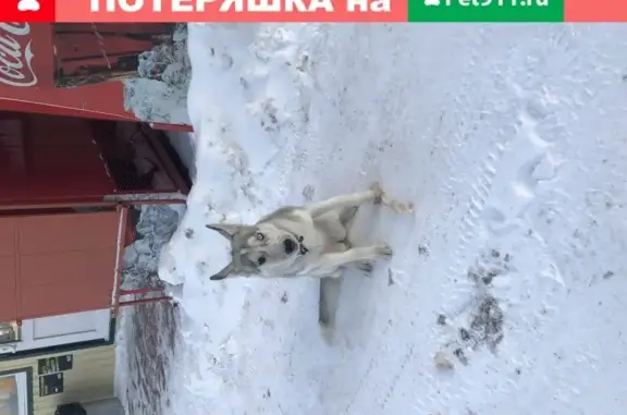 Найдена собака хаски с ошейником в Нижневартовске