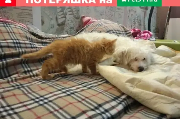 Пропала собака Элвис в Ноябрьске, район 5-ой школы