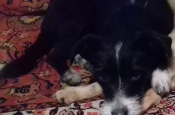 Пропала собака Бусинка на ул. Полигоная в Симферополе