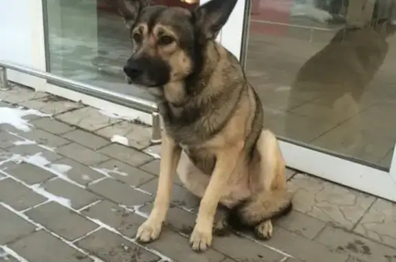Пропала собака в Сипайлово, Уфа