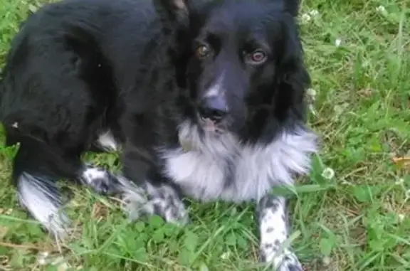 Пропала собака Грей в Кумертау, Башкортостан