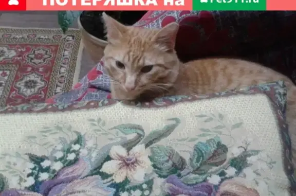 РОЗЫСК: Пропал кот Яша в поселке УТДС, Ноябрьск