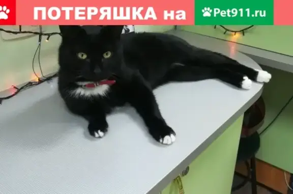 Пропал кот у городской поликлиники на ул. Михайловской, Шадринск.