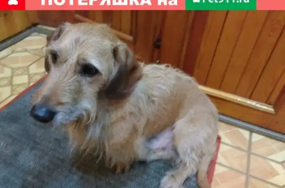 Найдена собака на Кировской аллее! 🐶