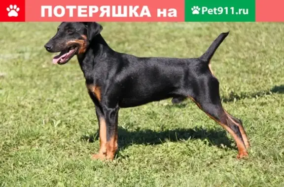 Пропала собака на ул. Мира, Калуга