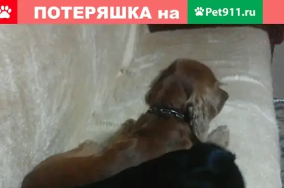 Пропал пёс Кузя в Нелидово, Тверская область
