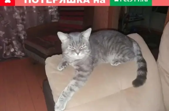 Кошки потеряшки, Тамбов, фото: Потеряшка кот Тишка на Никифоровской, нужна помощь (Тамбов)