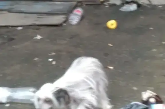 Найдена хохлатая собака на ул. Гражданская в Ставрополе