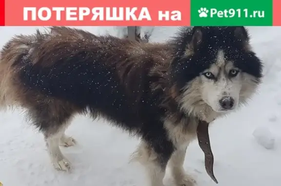 Найдена собака, СНТ Добрея, фото: Собака найдена в СНТ Добрея, Московская область