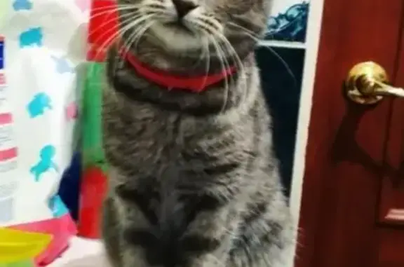 Кошки потеряшки, Саранск, фото: Потеряшка кошка на Инсарской улице