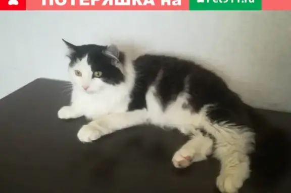 Найден кот в Магнитогорске, Енисейская-Гагарина