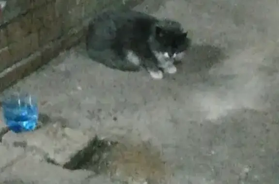 Найдена изможденная кошка в Ишиме