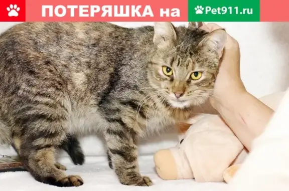 Найдена кошка возле Магнита на ул. Академика Королёва