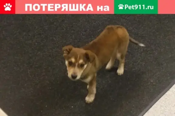 Найден щенок девочка на ул. Вильского, нужна помощь
