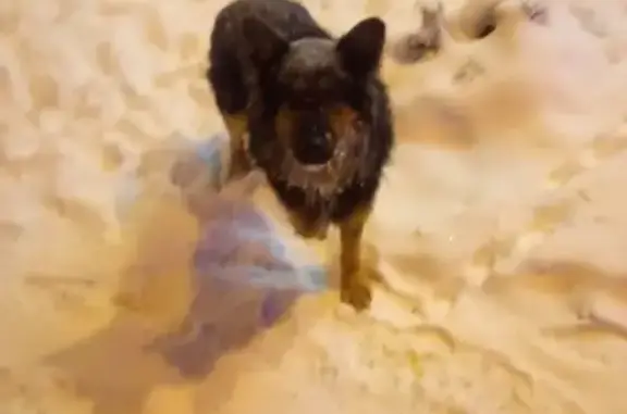 Найдена собака в Лобне, Московская область