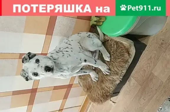 Найден щенок в Чите, Забайкальский край