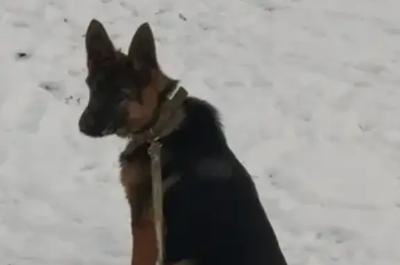 Пропала собака в Томске на Иркутском тракте