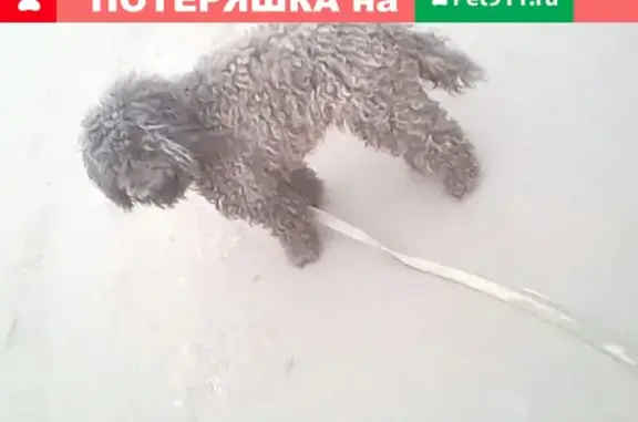 Пропала собака в Белозерске, Вологодская область