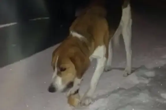 Найдена упитанная собака в Пономарёвке, Оренбургская область
