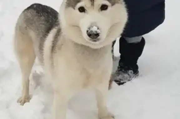 Найдена собака в районе Сокольники, Москва